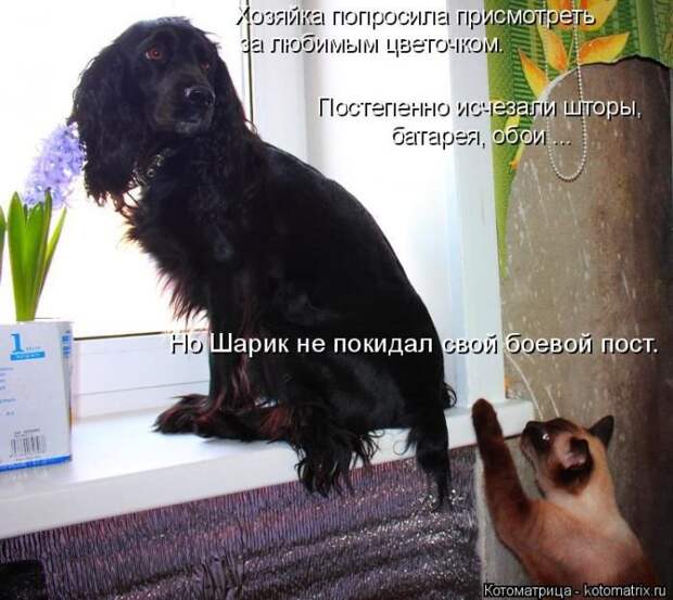 Котоматрицы великолепные, каждая с кусочком позитива и хорошего настроения!!!