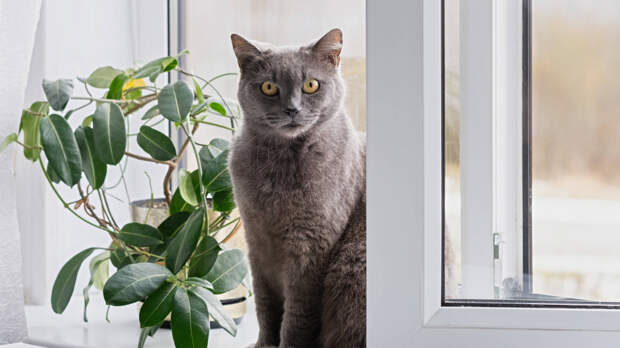 Кошка застряла в окне? У вас есть 30 минут на спасение: что угрожает питомцам в квартире