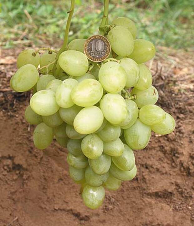 `СуперЭкстра` Vin6.jpg