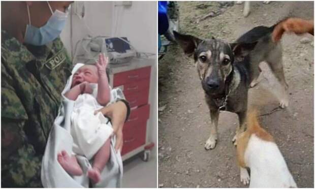 Собака лаяла на прохожего и вела его в сторону, пытаясь показать свою находку