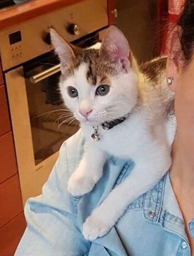 Спасая котёнка из мусорного бака, женщина и не представляла насколько он редкий!