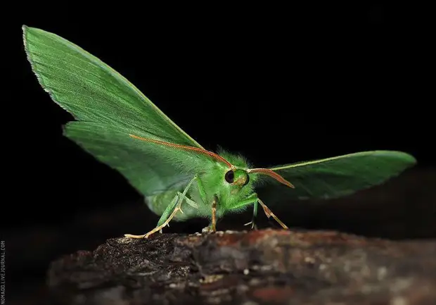 Фотография: Микромир Байкала №20 - BigPicture.ru