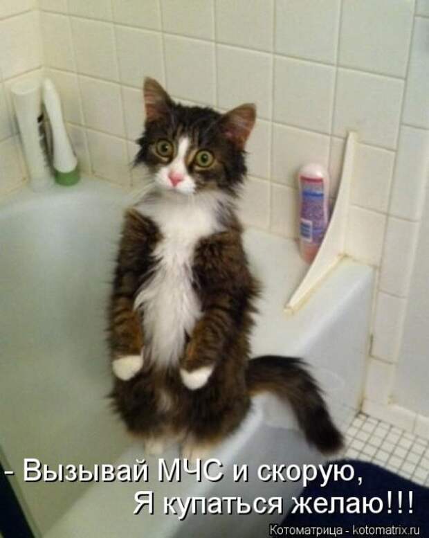 Лучшие котоматрицы недели Лучшие котоматрицы недели