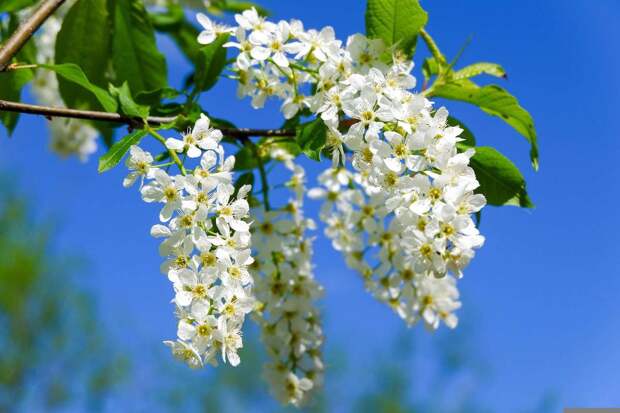 Врач Рафаелян: цветение черемухи представляет опасность для аллергиков
