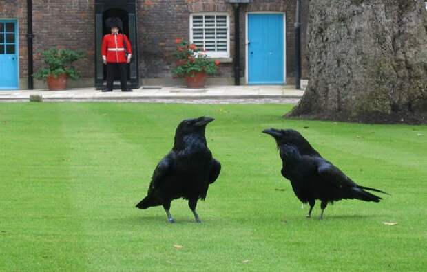 Ravens-of-the-Tower-of-London-610x390