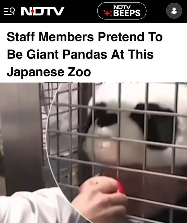 «Сотрудники японского зоопарка переоделись в гигантских панд»: После того