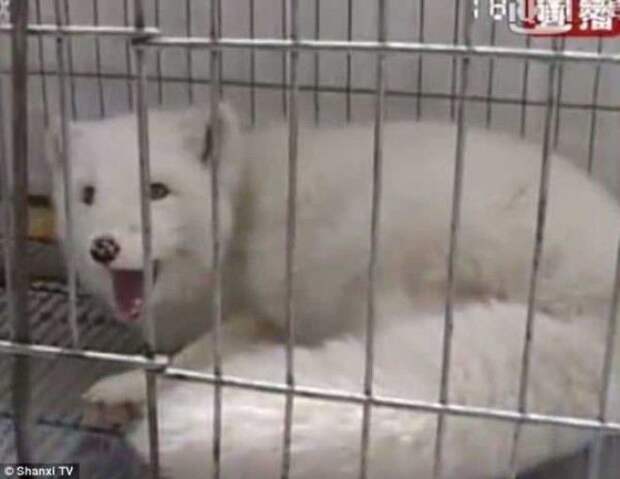 SЖительница Китая купила породистого щенка но его стали бояться сородичи