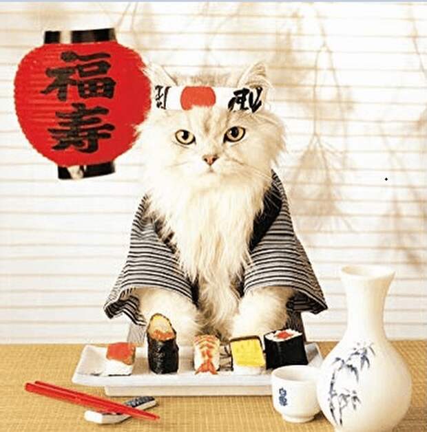 Рисунок 1. Кот в японском национальном костюме в День кошек в Японии