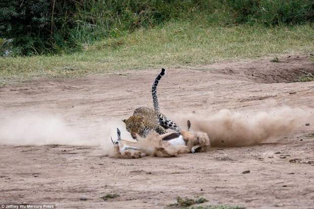 Молниеносная охота: самка леопарда готовит обед для своих детенышей заповедник, кения, леопард, масаи-мара, нападение животных, охота, хищник, хищники и жертвы