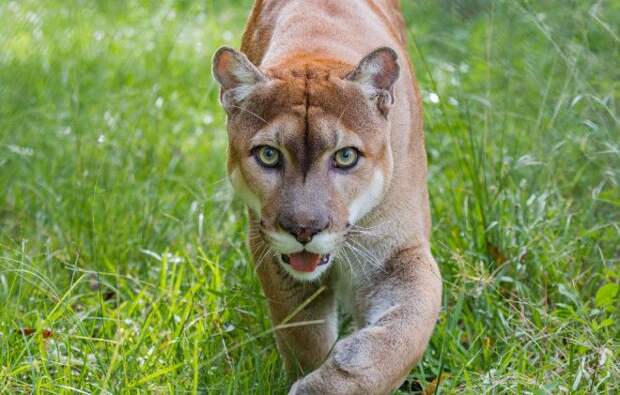 Исчезающий вид флоридская пума