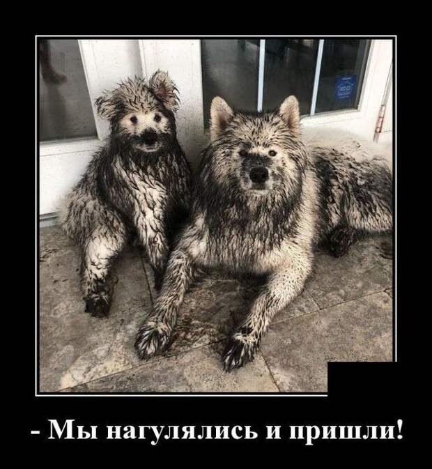 demotivatory-demotivator-smeshnye-demotivatory-demotivator-so-smyslom