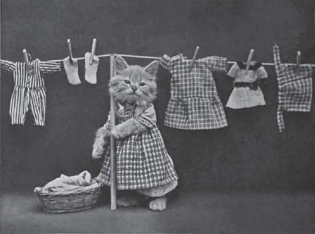 LOLCats10