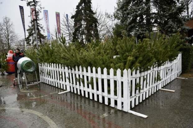 Где в Севастополе можно купить живую елку?