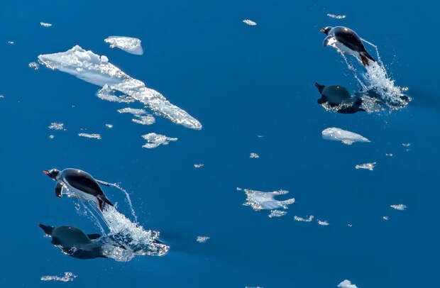 Пингвины в Антарктиде. Средняя скорость, которую пингвины развивают в воде, — 5–10 км/час, однако на коротких дистанциях возможны и более высокие показатели