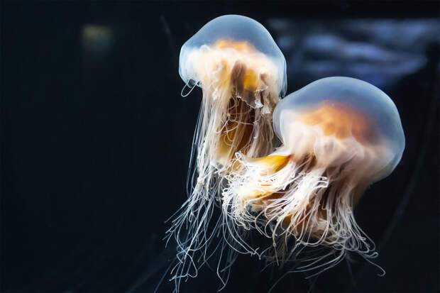 Ученый Гекоглу: море в Анталье заполонили опасные для человека большие медузы