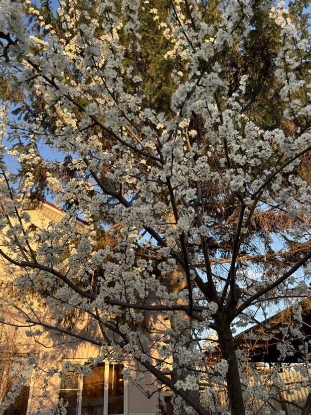 Неделя на Кубани стартует с солнца: что готовит антициклон