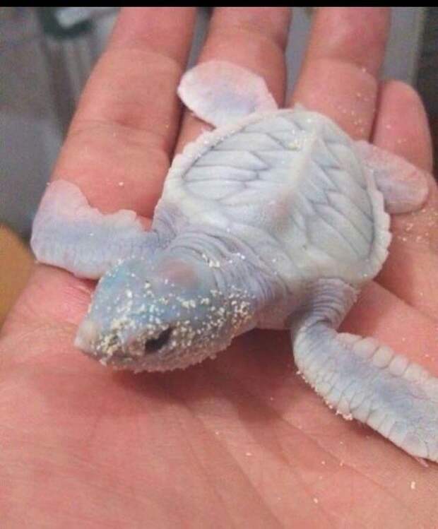 13. Редкая морская черепаха-альбинос интересное, интернет, люди, мир, снимок, фото, явление