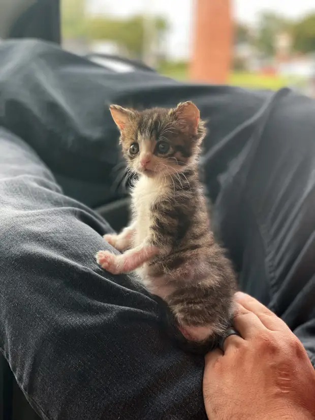 Коты которые не растут. Кошки маленькие. кошки маленькие большие. самый маленький котик. котики которые не растут.