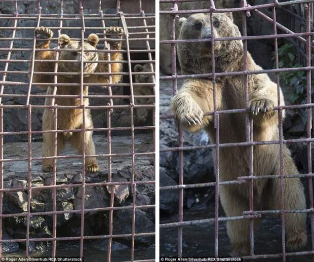 http://goodnewsanimal.ru/_nw/70/s74385073.jpg