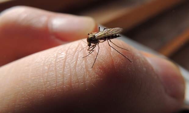 защита от комаров на улице