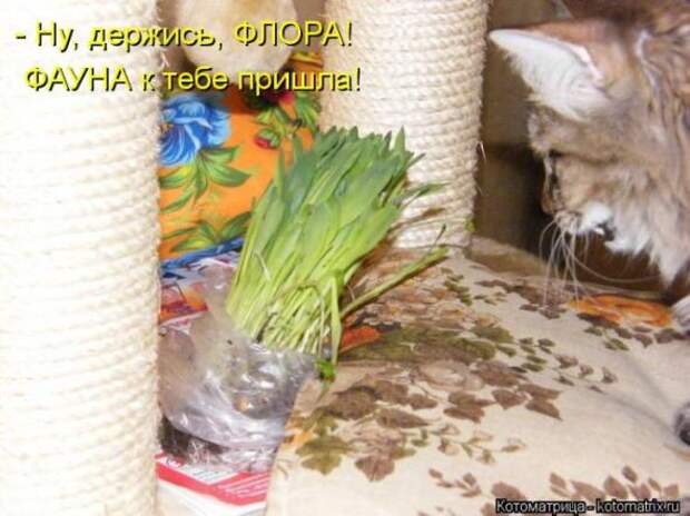 Котоматрицы (картинки с надписями)