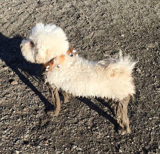 собаки в грязи, собаки обожают грязь, собака извалялась в грязи