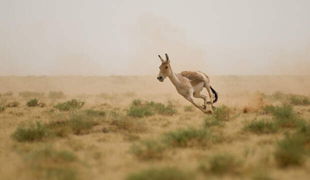 Фото: Кулан в степи