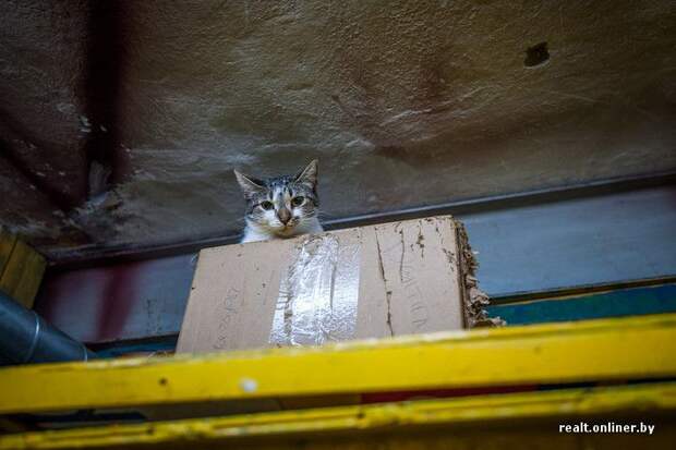 кошка, приют, Минск, волонтеры