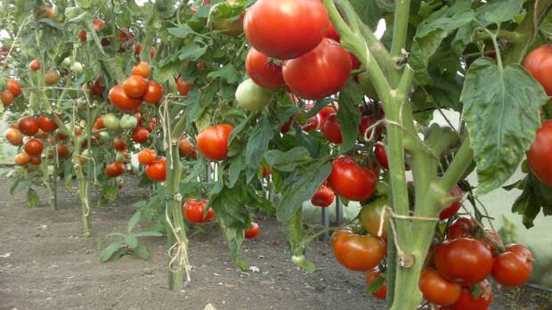Урожай помидоров при выращивании по голландской технологии