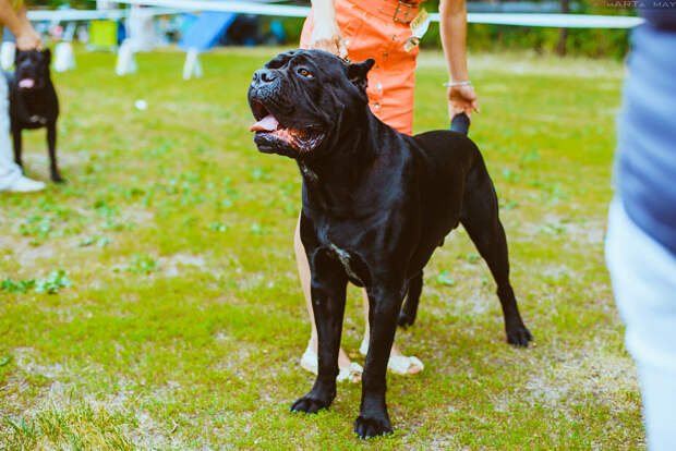 Dog show Dog show