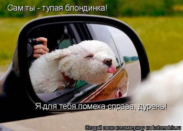 Котоматрица - Сам ты - тупая блондинка! Я для тебя помеха справа, дурень!