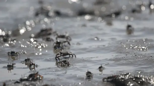 Побережье британского Йоркшира усыпали раки