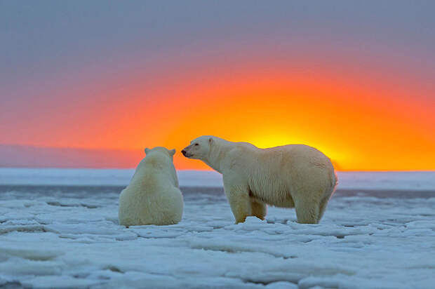 Белые медведи и великолепный закат на Аляске bearsnsunset08 Белые медведи и великолепный закат на Аляске