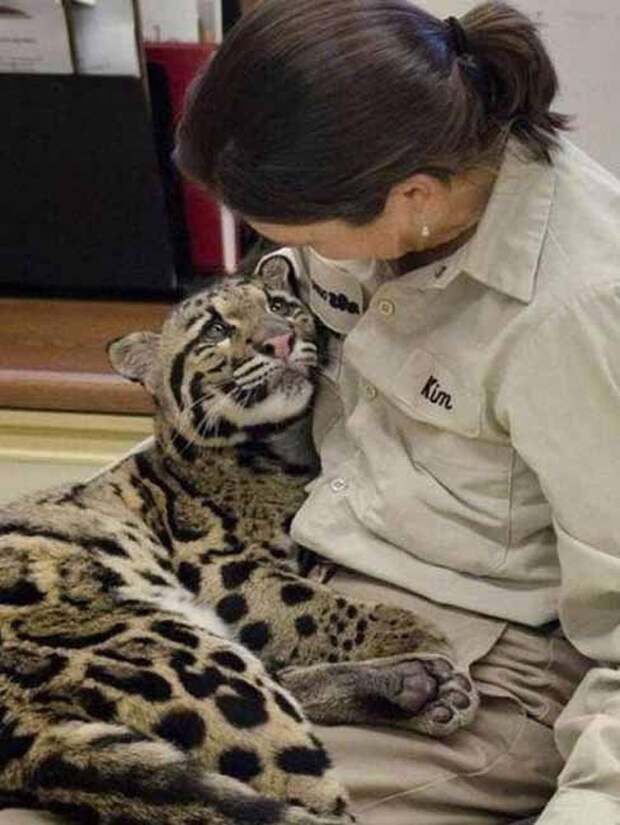 Без кота и жизнь не та