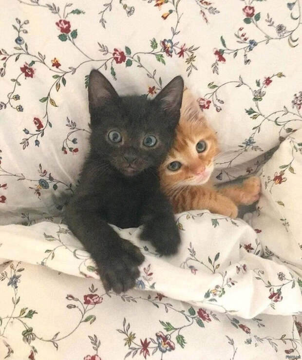 ae6aadbaf269daabd8986935b6370847 (586x700, 383Kb)