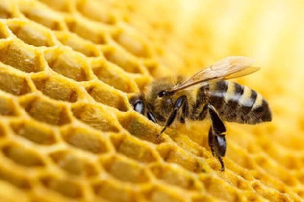Почему пчелы умнее людей?