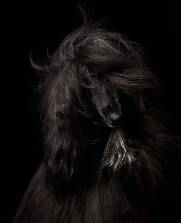 1 место в категории "Портрет собаки" - Анастасия Ветковская, Россия Кеннел клаб, животные, конкурс, лондон, портрет, собаки, фото, фотография года