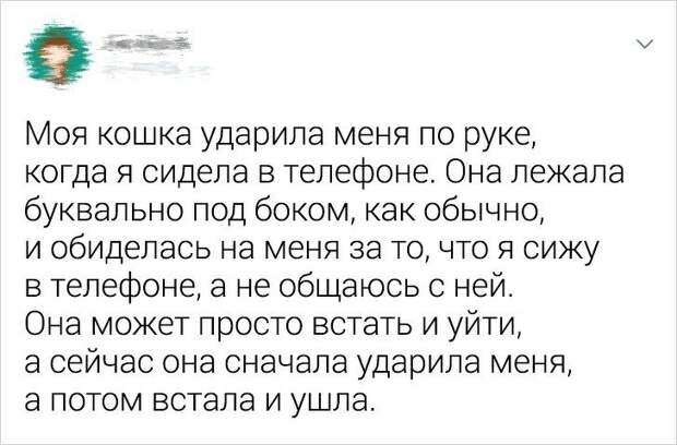 Ситуации, которые показывают, что это кошки заводят нас, а не мы их