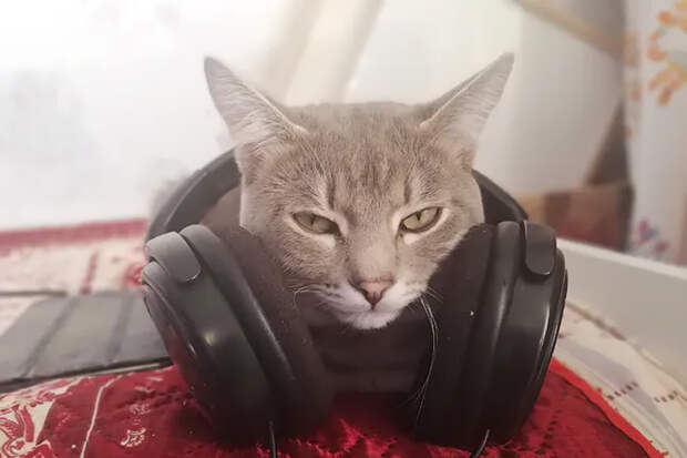 Безопасную громкость наушников назвала новосибирский оториноларинголог Вальгер