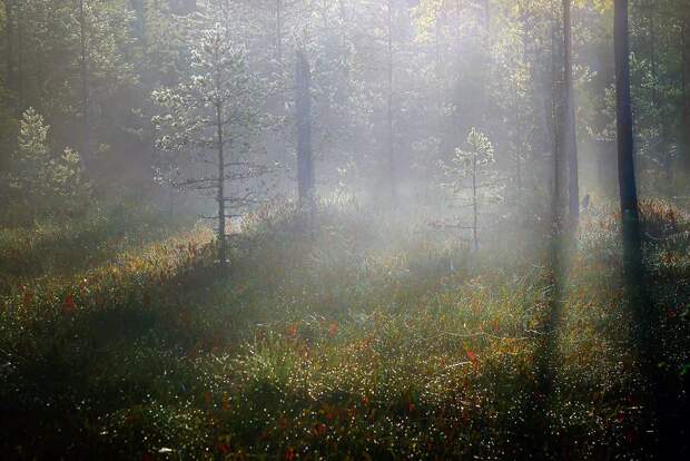 Туманные фотографии республики Карелии