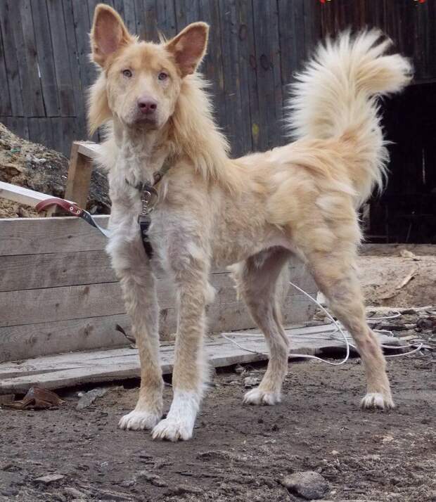 собака