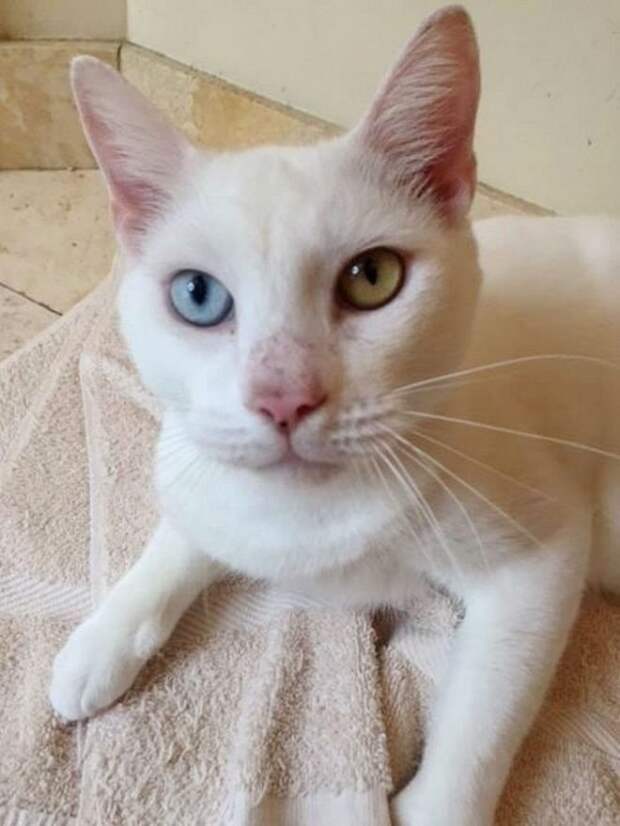 котик