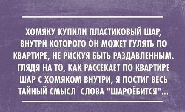 Хомяк Хомяк