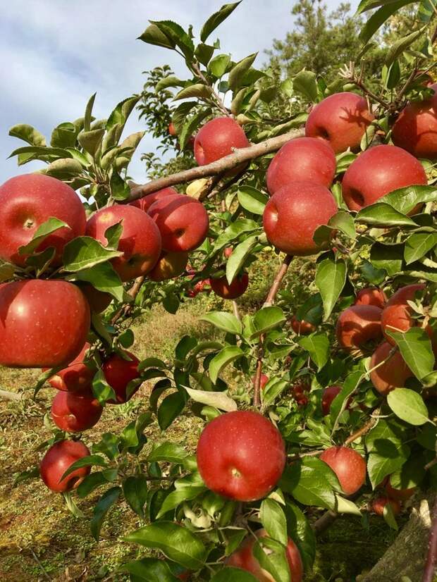 Китайские яблоки Яблоки, Урожай, Китай, Длиннопост