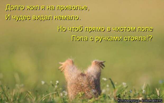 Котоматрицы(картинки с надписями)