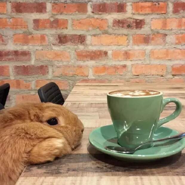 Кролик и чашка