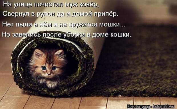 Лучшие котоматрицы недели Лучшие котоматрицы недели