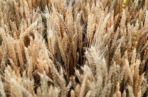 Лут: Россия переориентирует объемы пшеницы, предназначенные для Турции