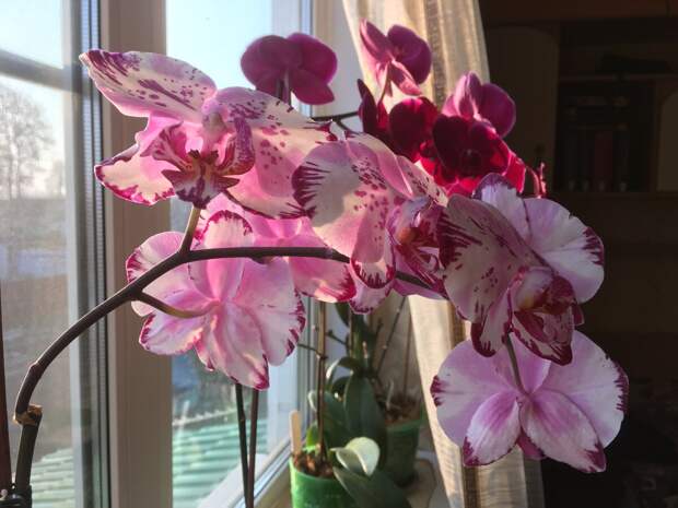 Орхидея 2-го апреля этого года