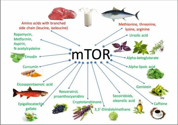 6 продуктов, которые запускают в организме механизмы старения